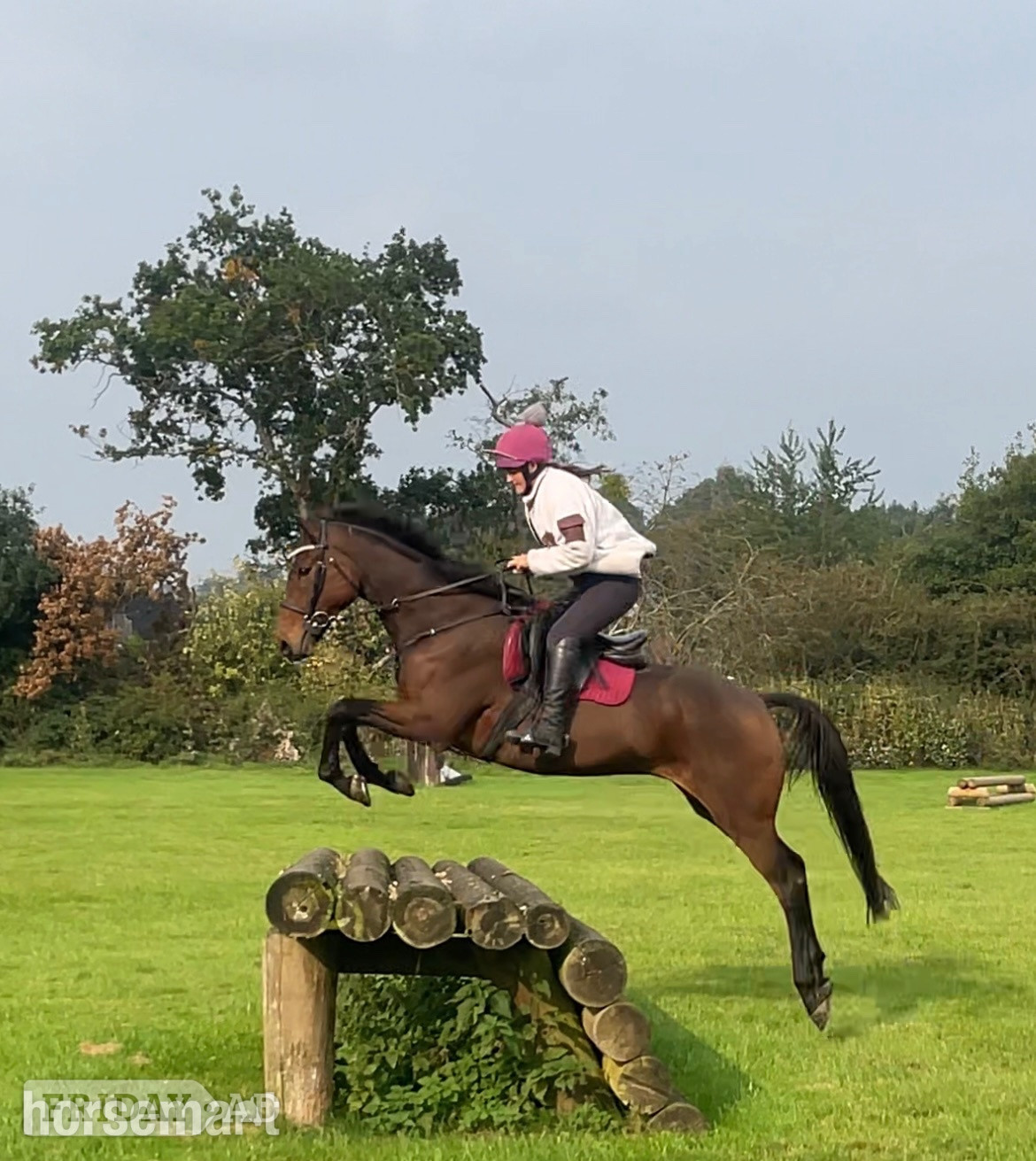 "Dernier Souffle " Bay Gelding All Rounder - Horses in Great Witley