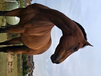 "Joey" Bay Gelding Ex Racehorse