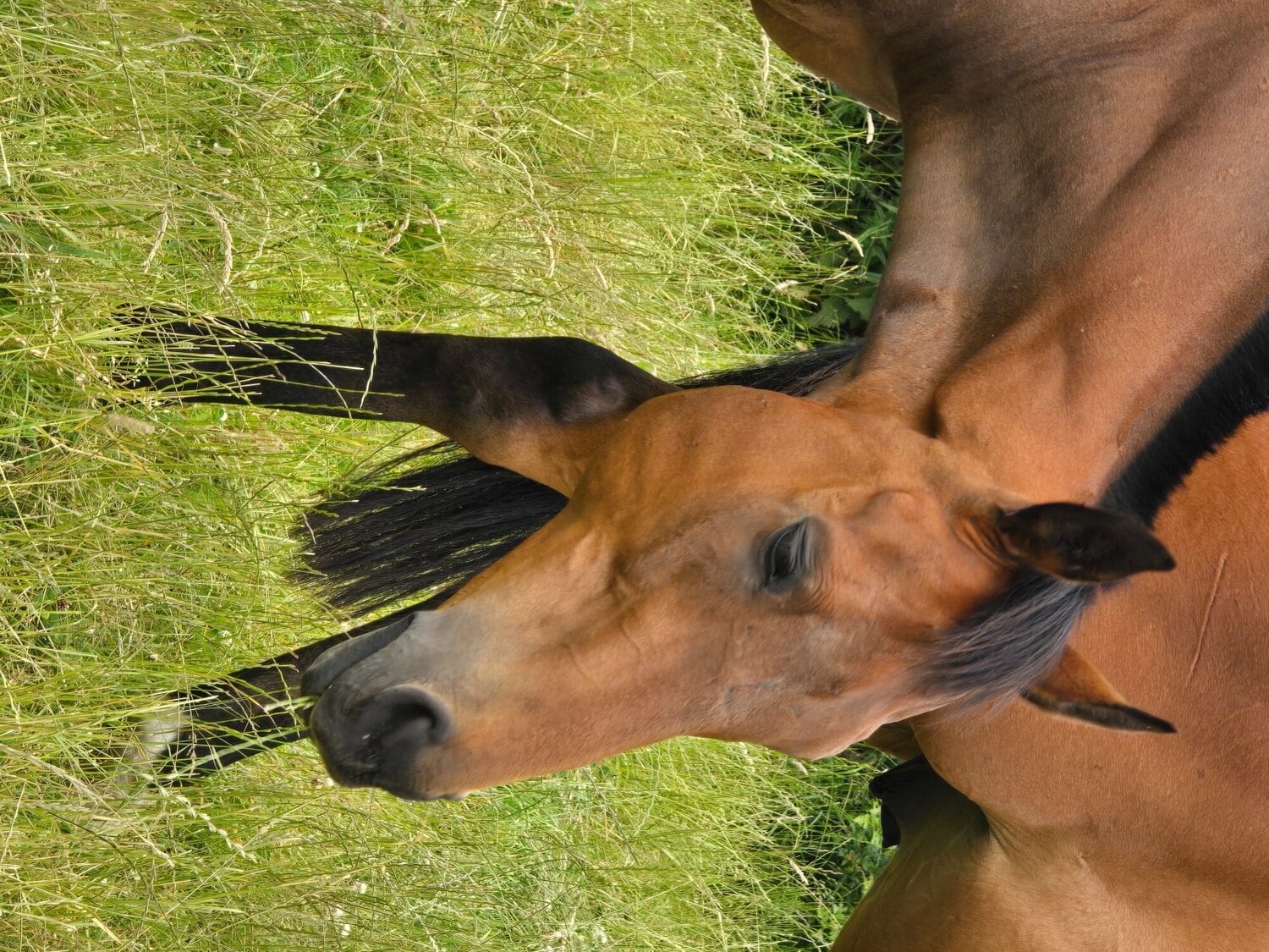 Houghton Le Spring "Joey" Bay Gelding Ex Racehorse
