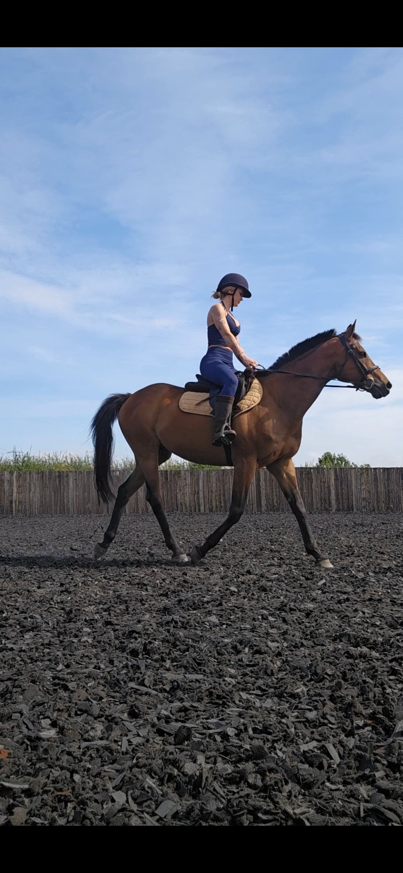 "Joey" Bay Gelding Ex Racehorse