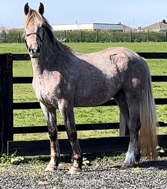 "Pure Bred Irish Draught Eventer" Dapple Grey Filly Hunter