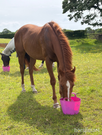 "Bridget (Curated) " Chestnut Mare Ex Racehorse