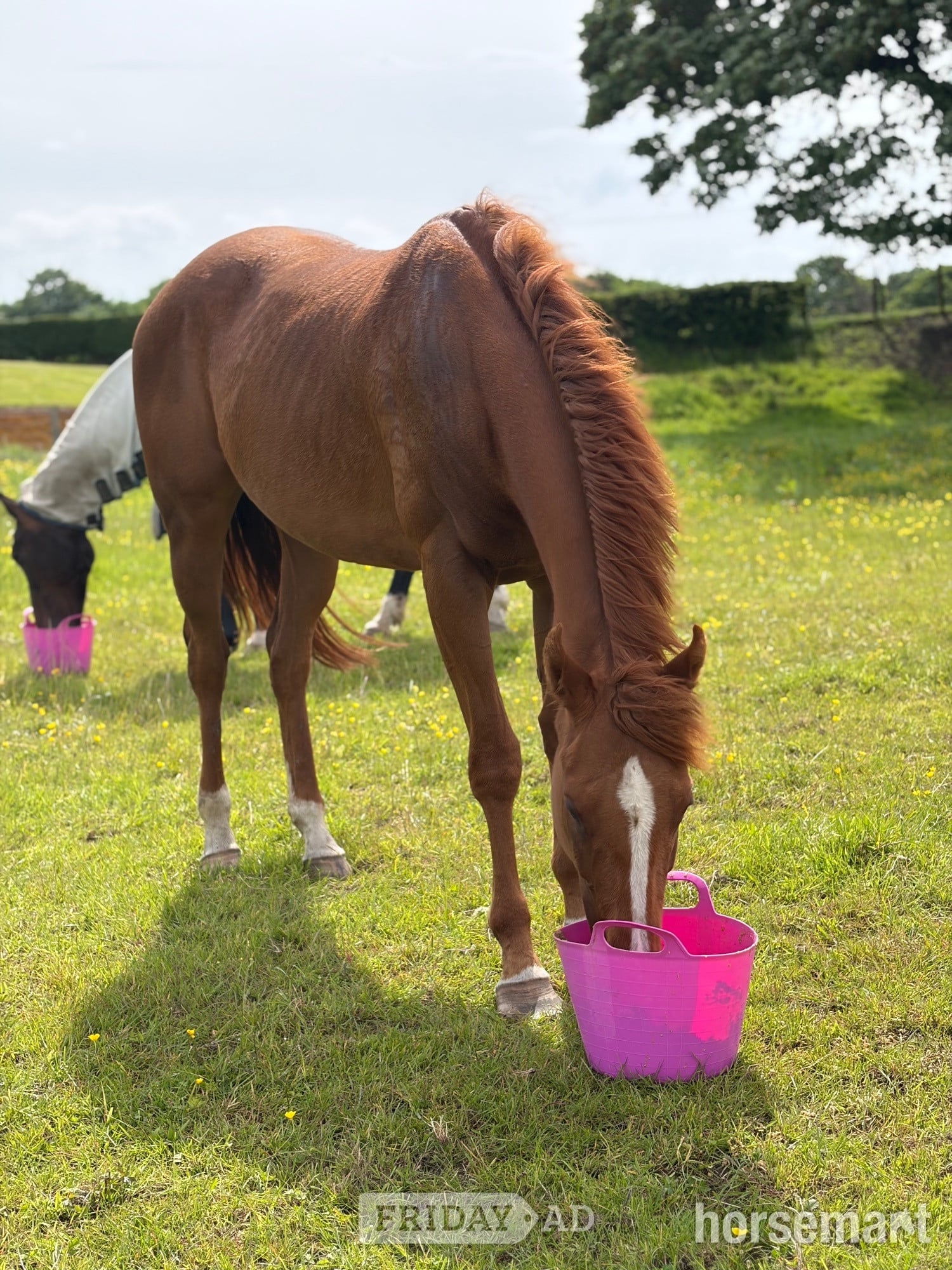 "Bridget (Curated) " Chestnut Mare Ex Racehorse in Kirkintilloch