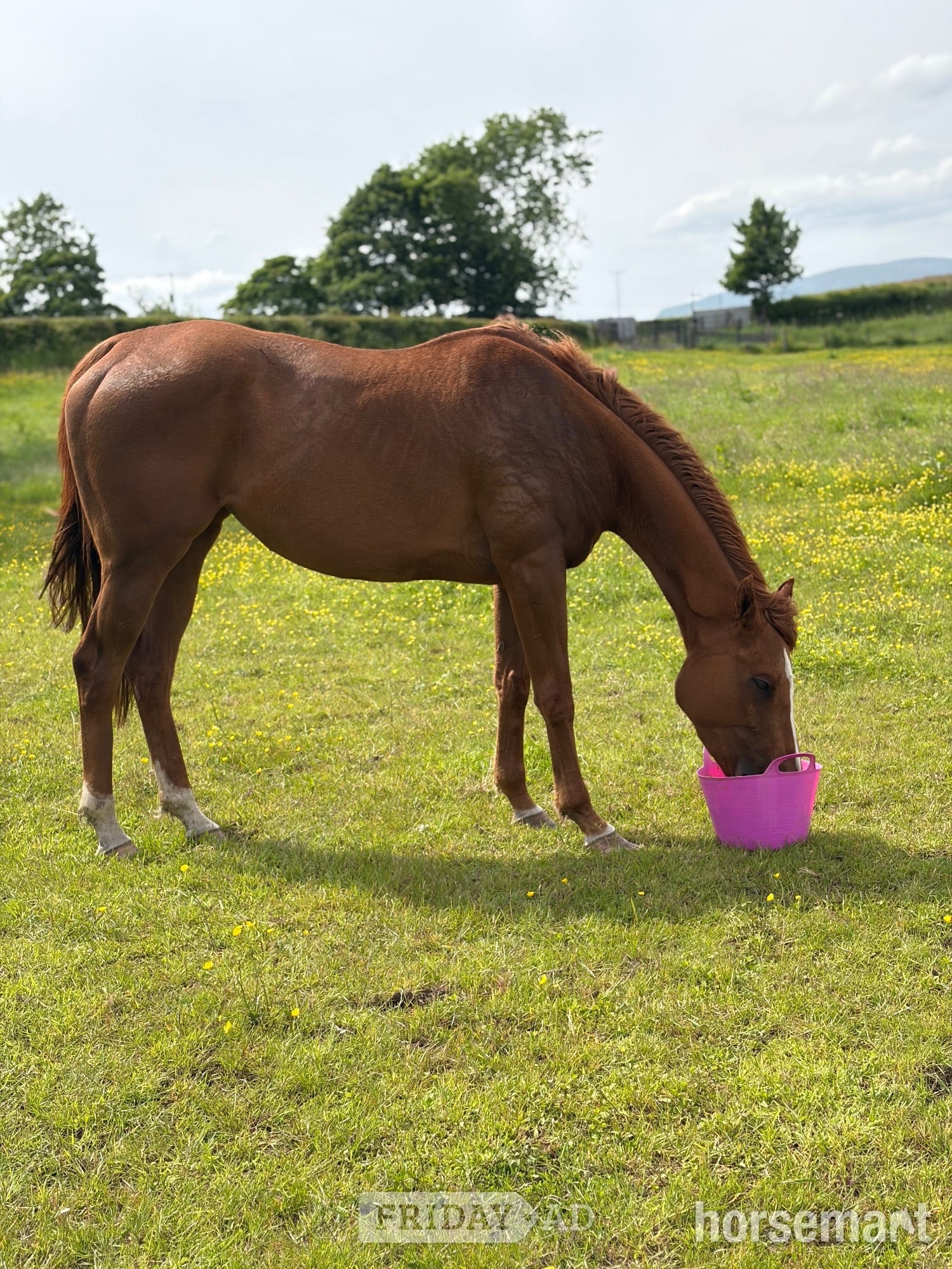 "Bridget (Curated) " Chestnut Mare Ex Racehorse