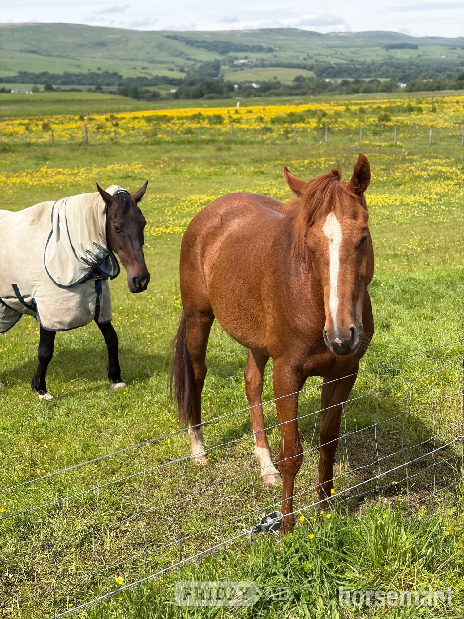 Kirkintilloch "Bridget (Curated) " Chestnut Mare Ex Racehorse