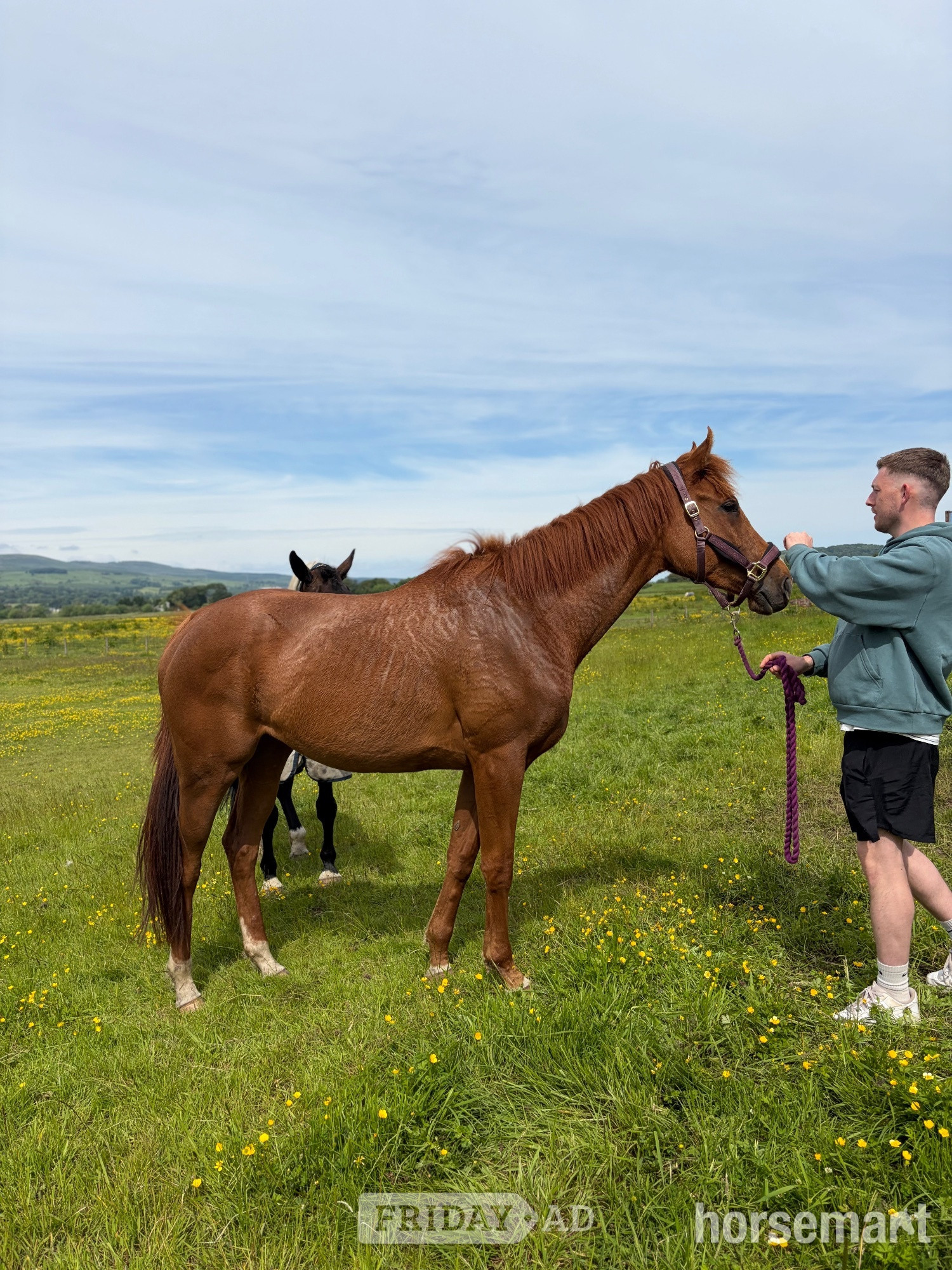 "Bridget (Curated) " Chestnut Mare Ex Racehorse - Horses in Kirkintilloch