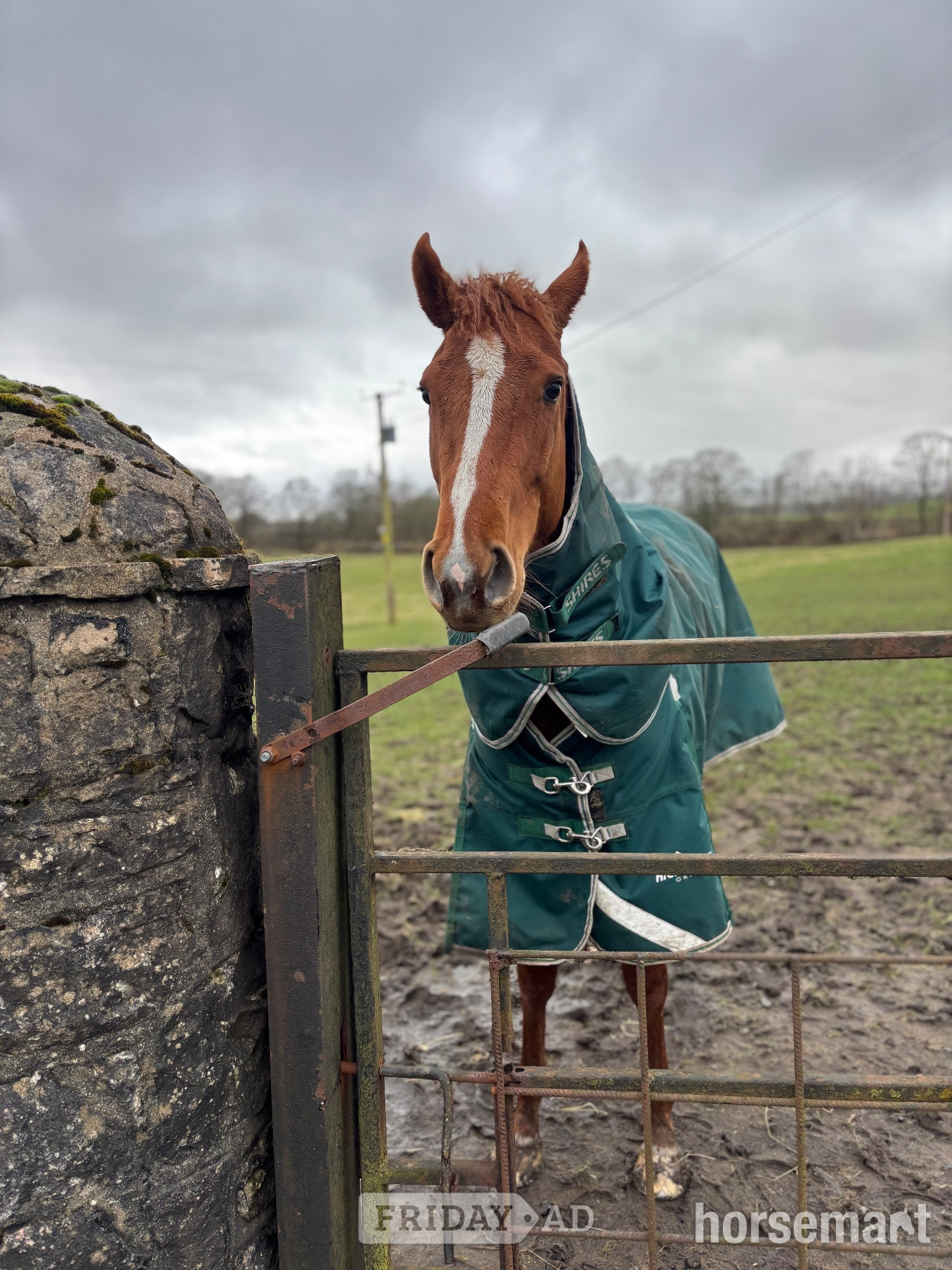 "Bridget (Curated) " Chestnut Mare Ex Racehorse - Horses