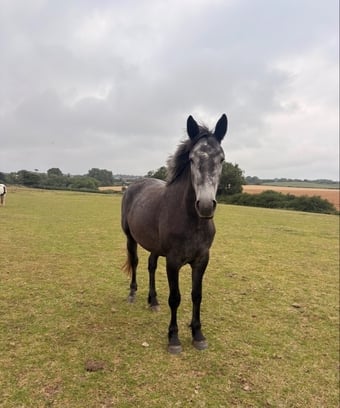 "Orla" Grey Mare Project Horse