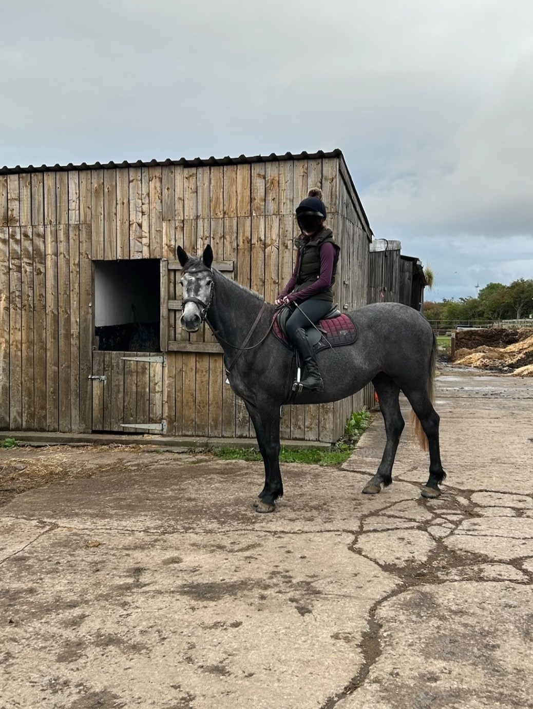 Saltburn-By-The-Sea "Orla" Grey Mare Project Horse
