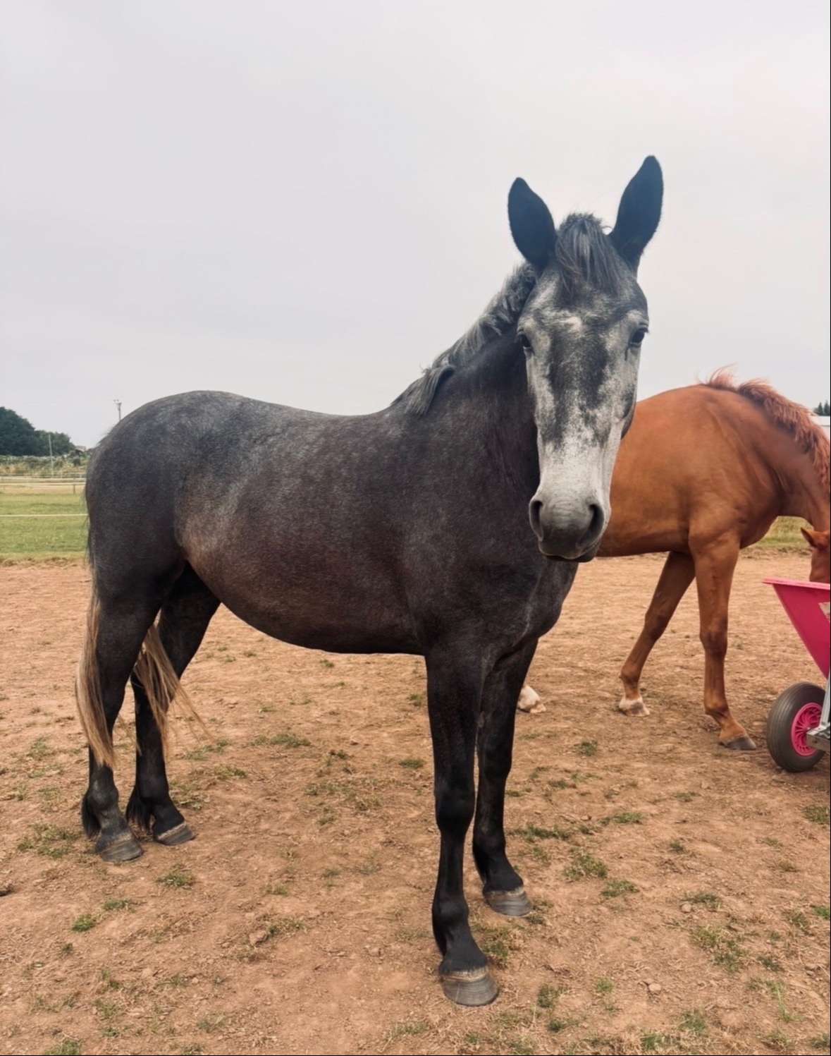"Orla" Grey Mare Project Horse - Horses in Saltburn-By-The-Sea