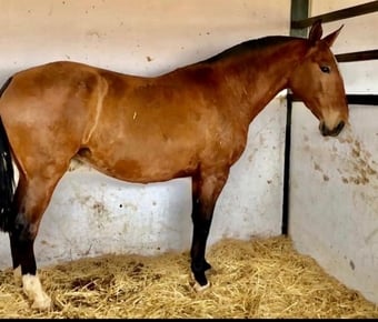"" Bay Mare All Rounder