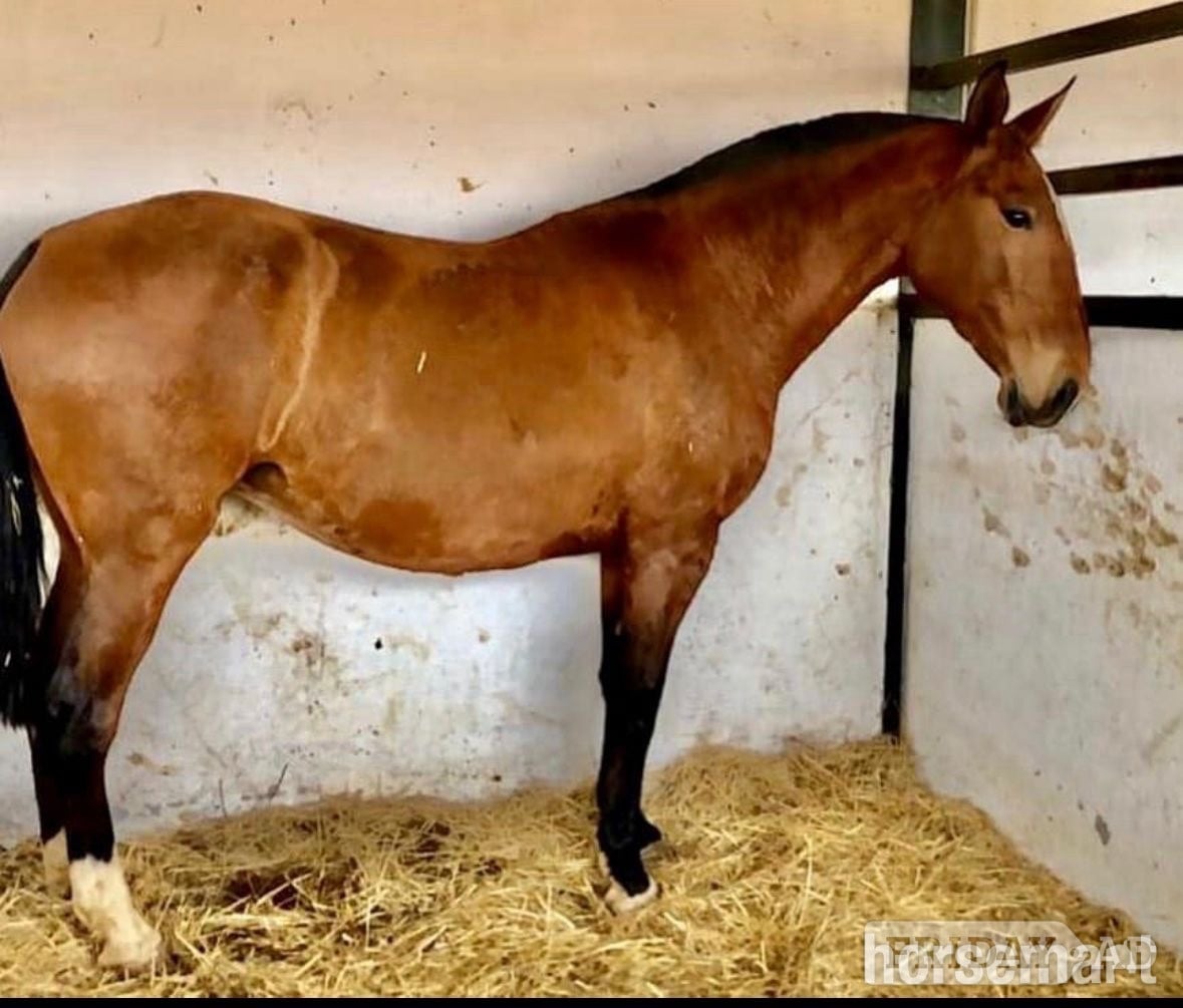"" Bay Mare All Rounder in Knocknagoshel
