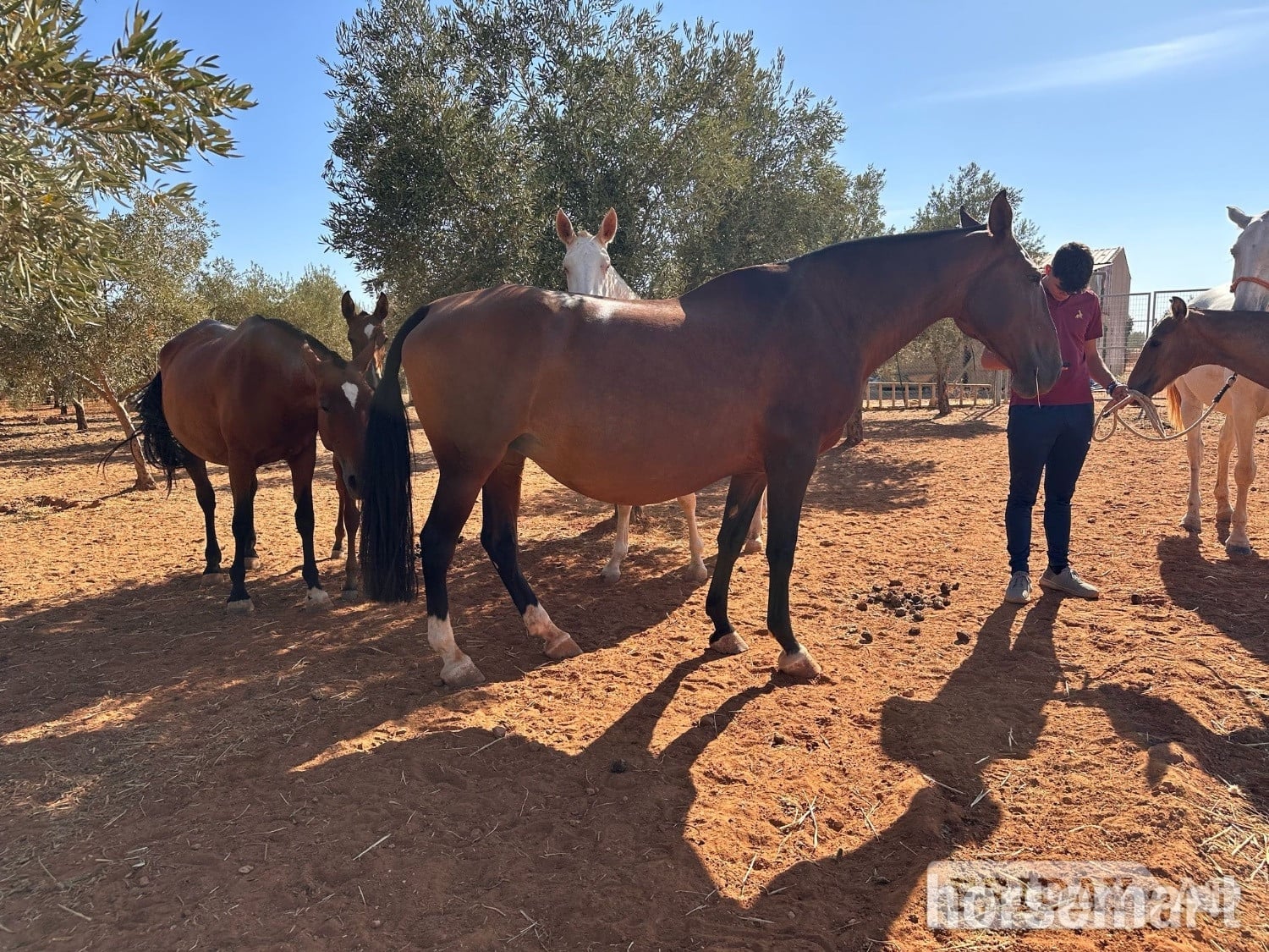 "" Bay Mare All Rounder
