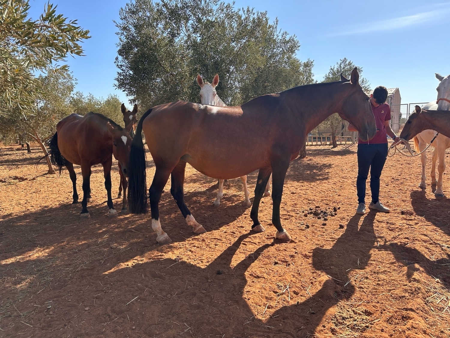"" Bay Mare All Rounder