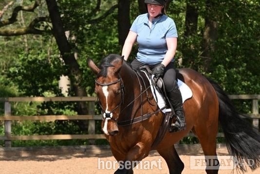 "Gin" Bay Gelding All Rounder - Horses in Northwich