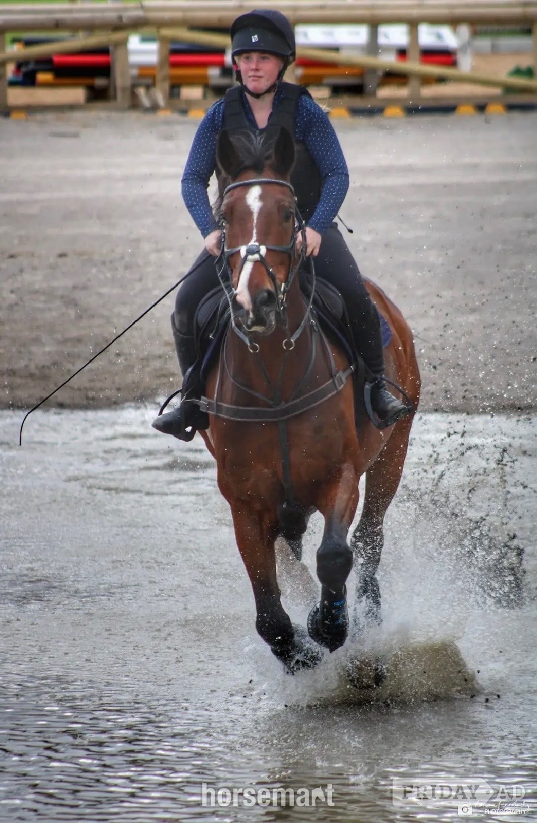 "Gin" Bay Gelding All Rounder