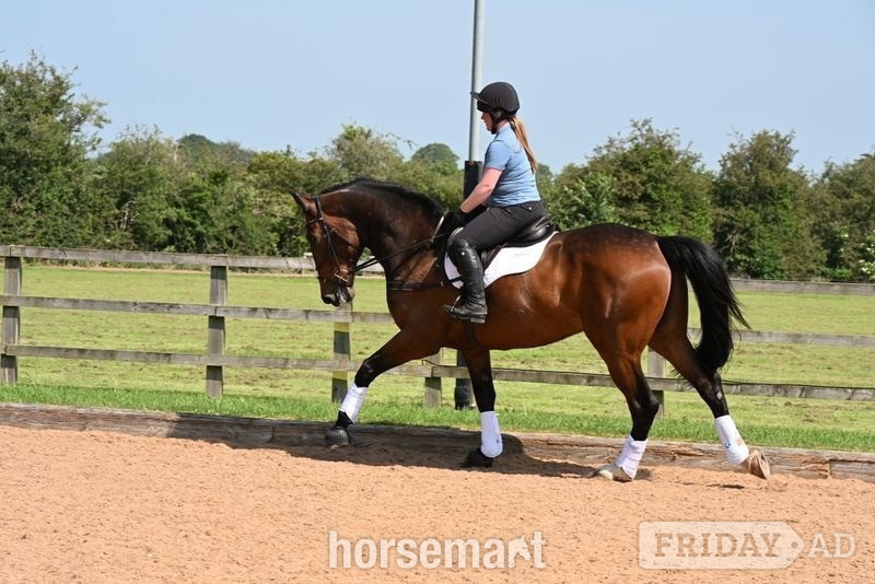 "Gin" Bay Gelding All Rounder - Horses