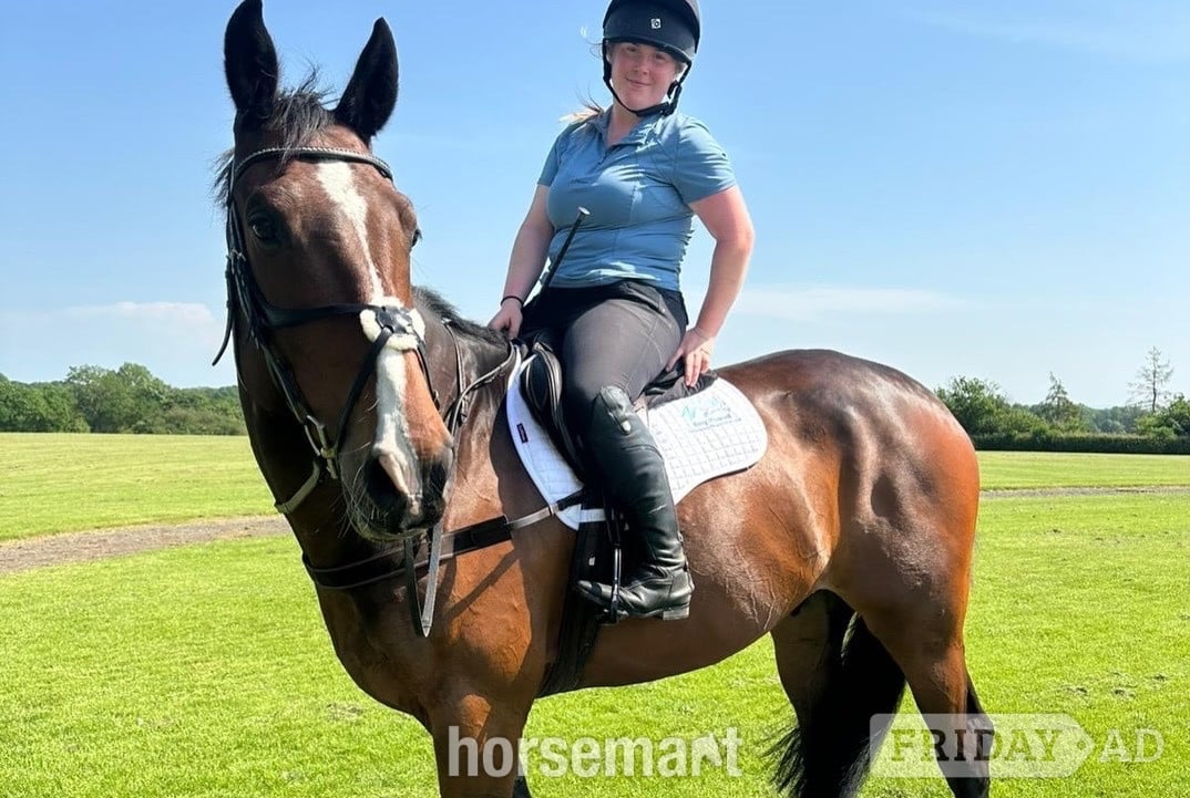 Northwich "Gin" Bay Gelding All Rounder