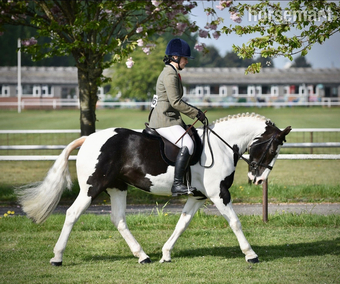 "Tiggy " Piebald Mare Pony Club Pony