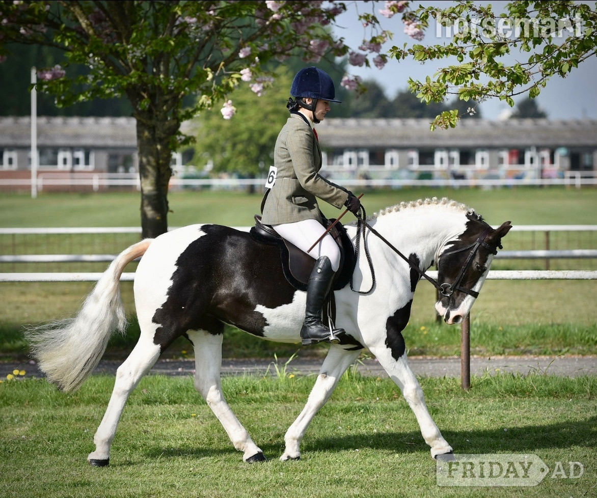"Tiggy " Piebald Mare Pony Club Pony in Ruddington