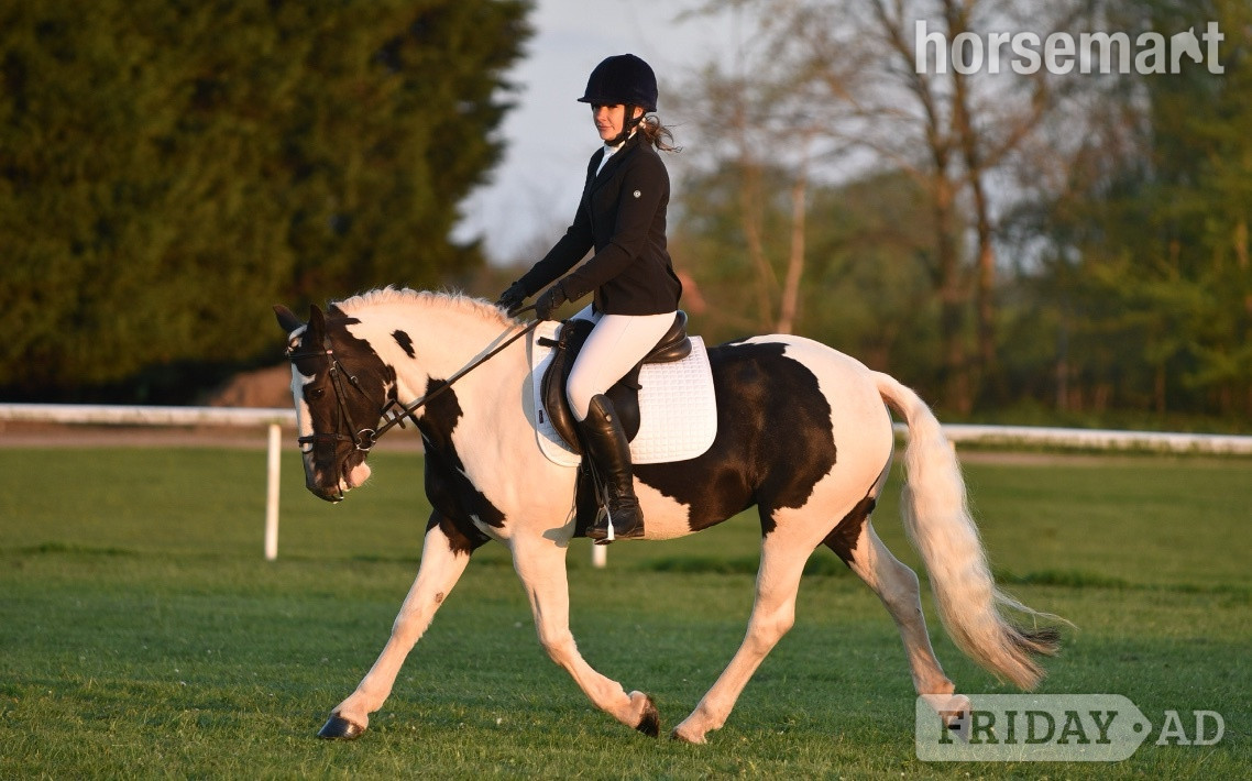 "Tiggy " Piebald Mare Pony Club Pony