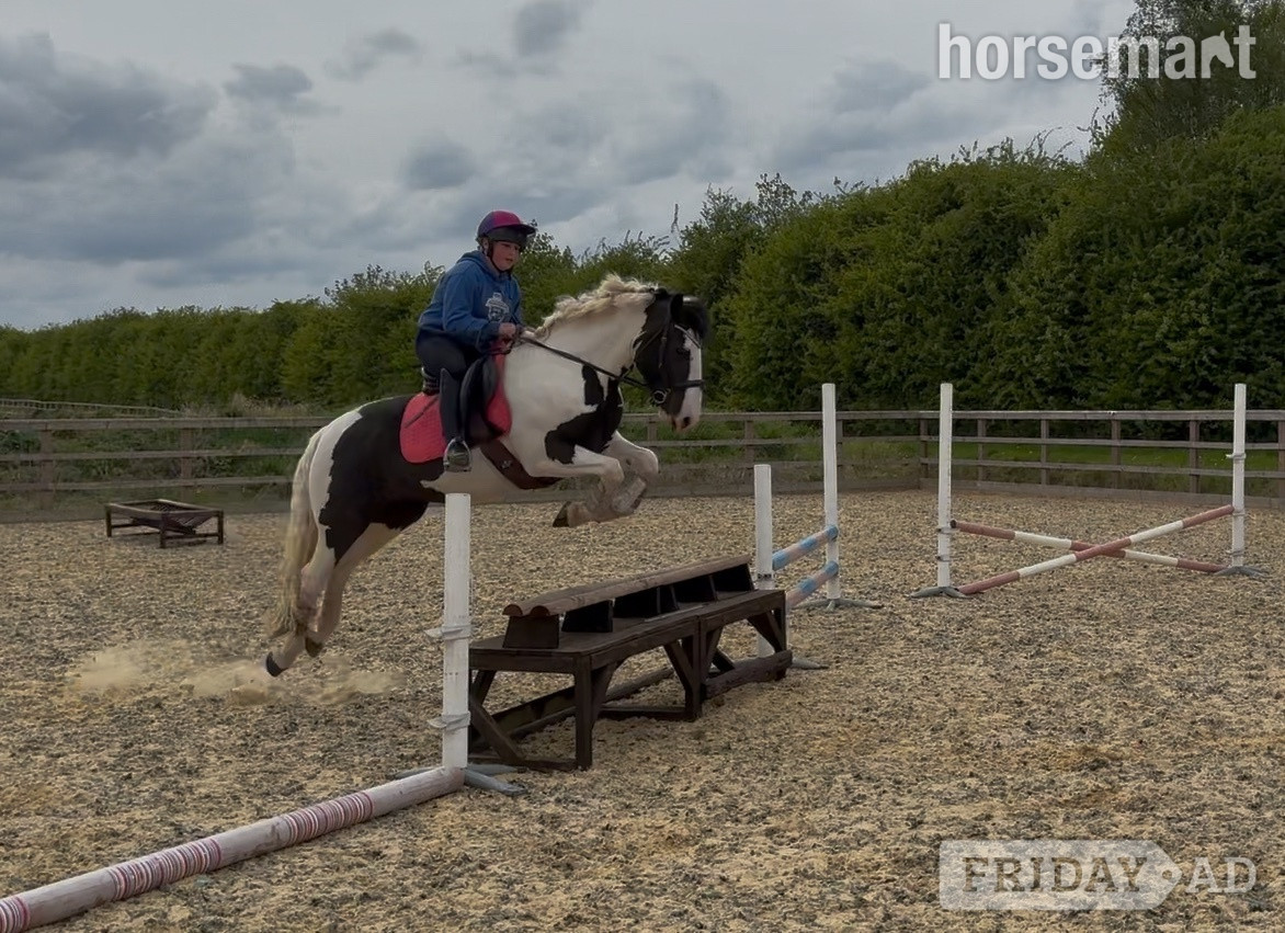 Ruddington "Tiggy " Piebald Mare Pony Club Pony