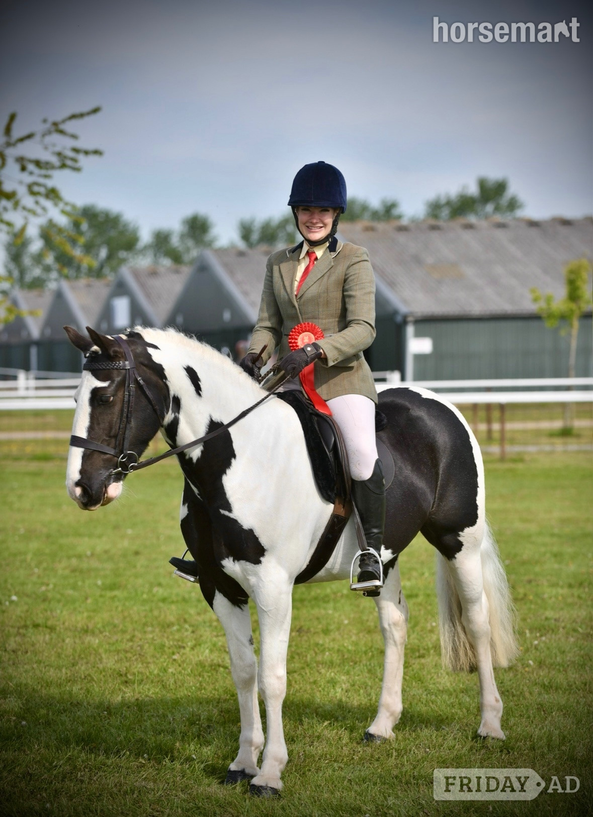 "Tiggy " Piebald Mare Pony Club Pony - Horses in Ruddington
