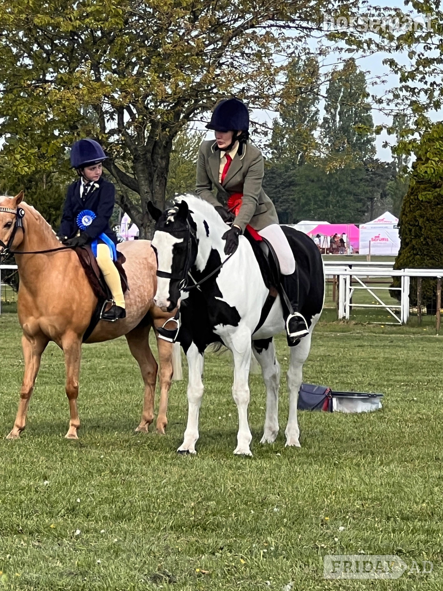 "Tiggy " Piebald Mare Pony Club Pony - Horses