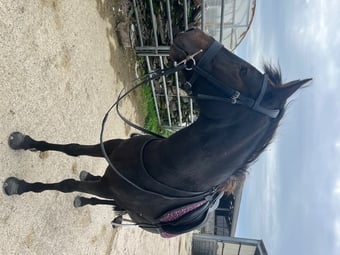 13.3hh Connie Type Mare