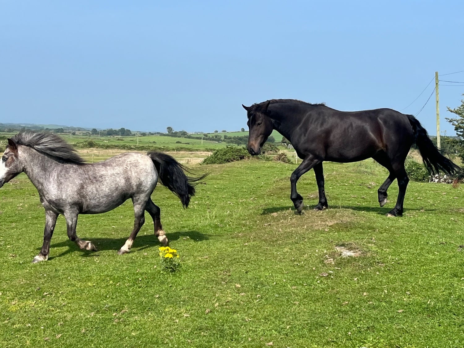 13.3hh Connie Type Mare - Horses in Whauphill