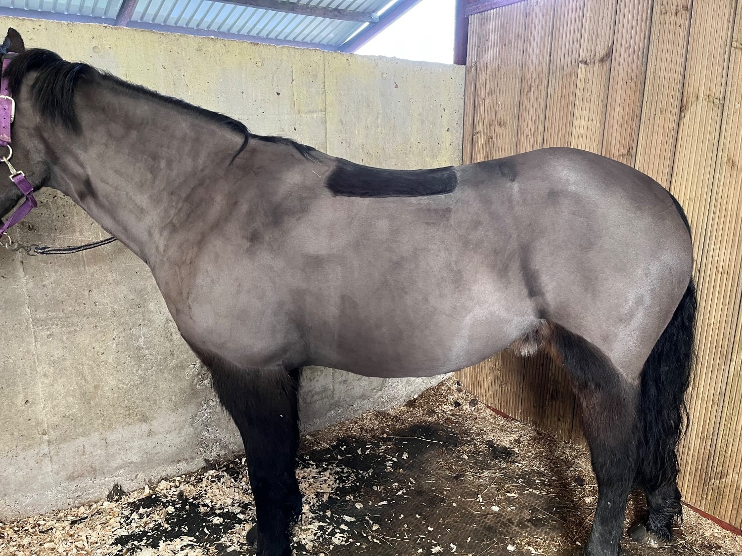 13.3hh Connie Type Mare - Horses
