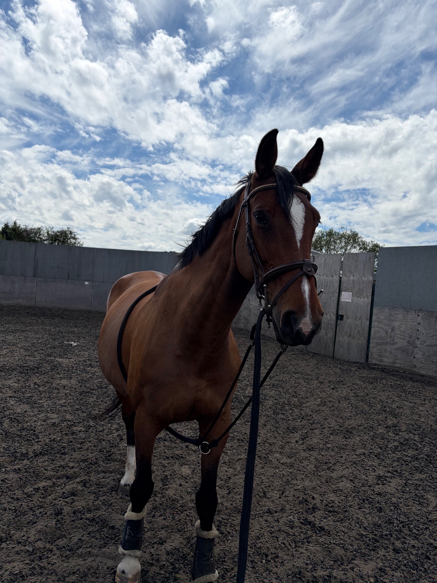 Romford "Lola"  Mare All Rounder