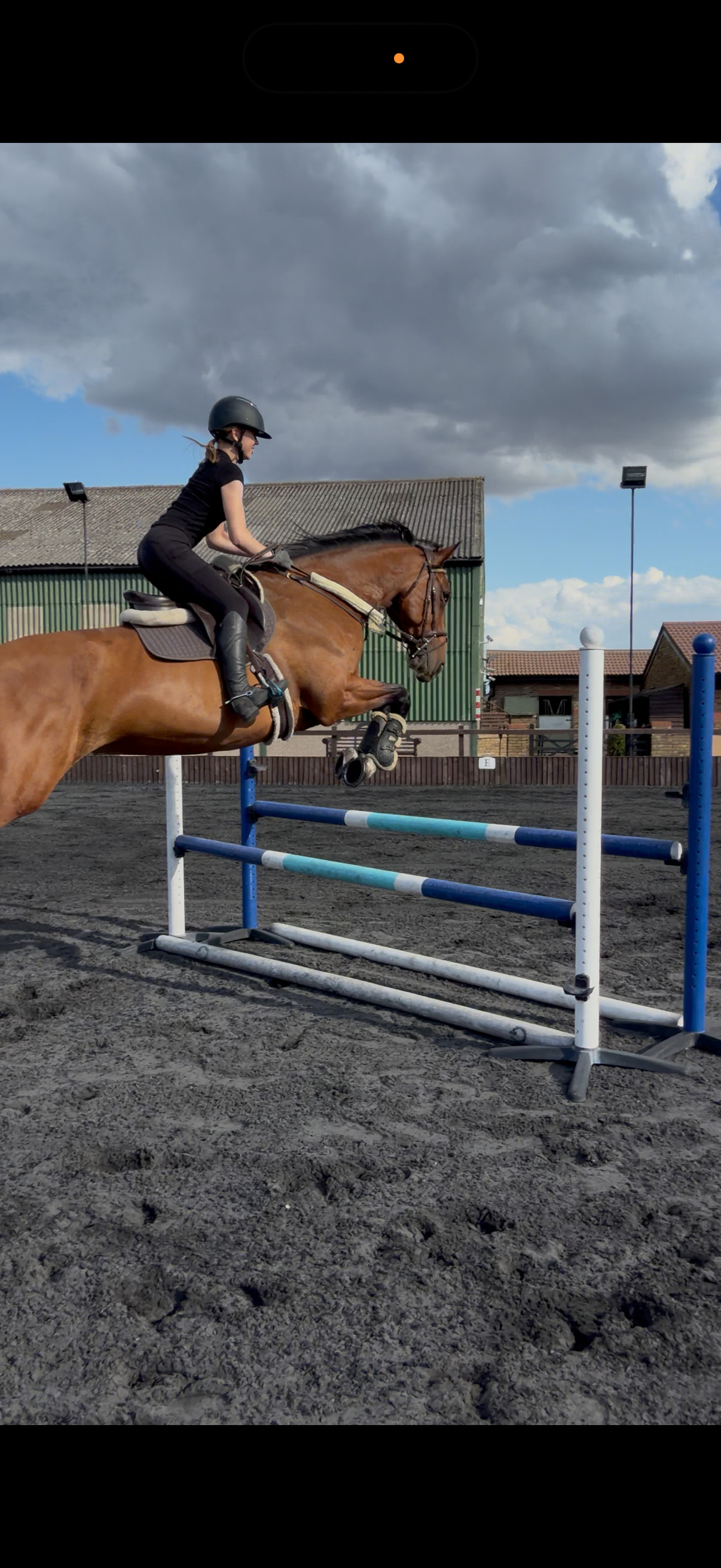 "Lola"  Mare All Rounder - Horses in Romford