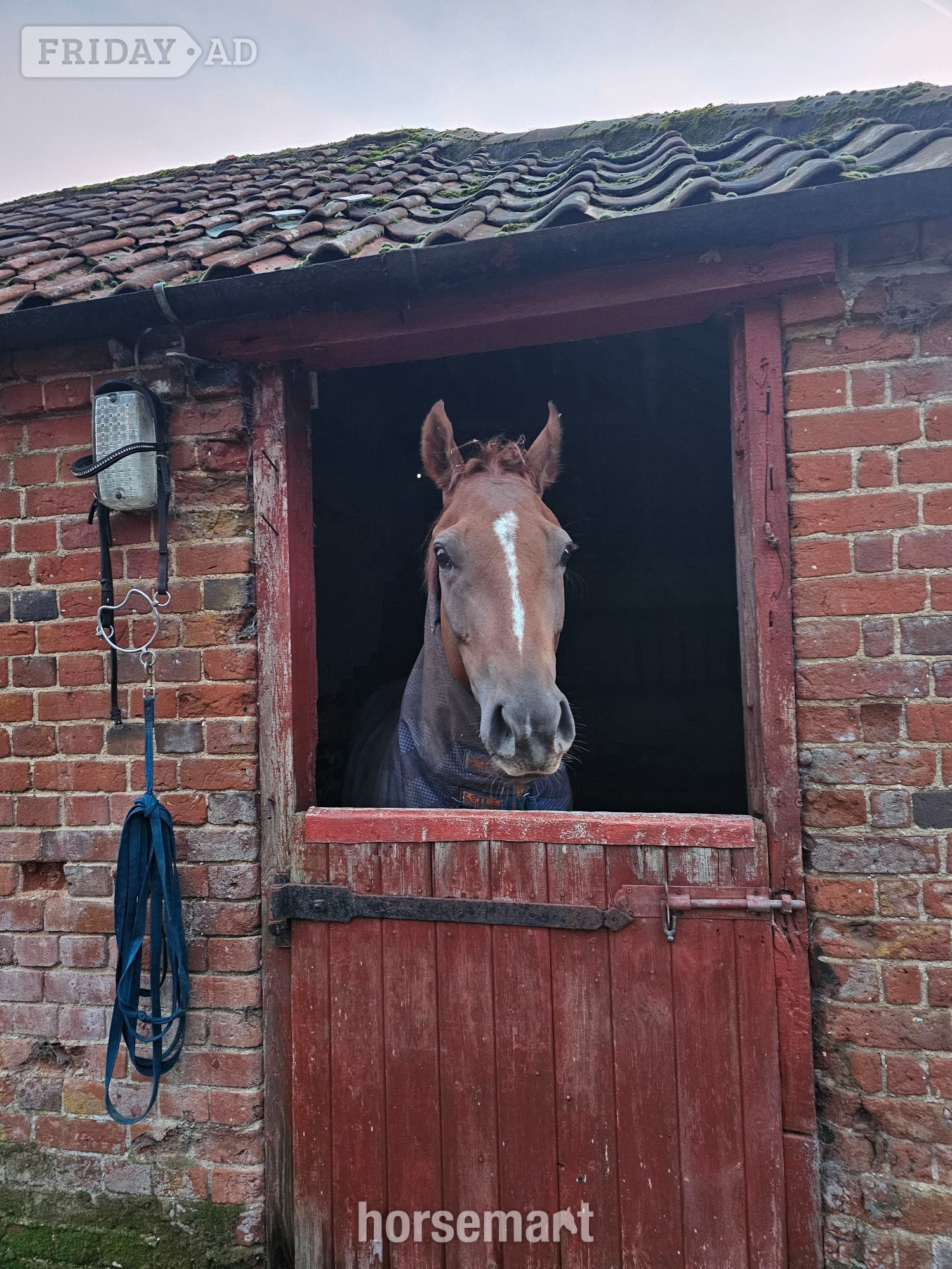 "Walter" Chestnut Gelding All Rounder - Horses in Fakenham