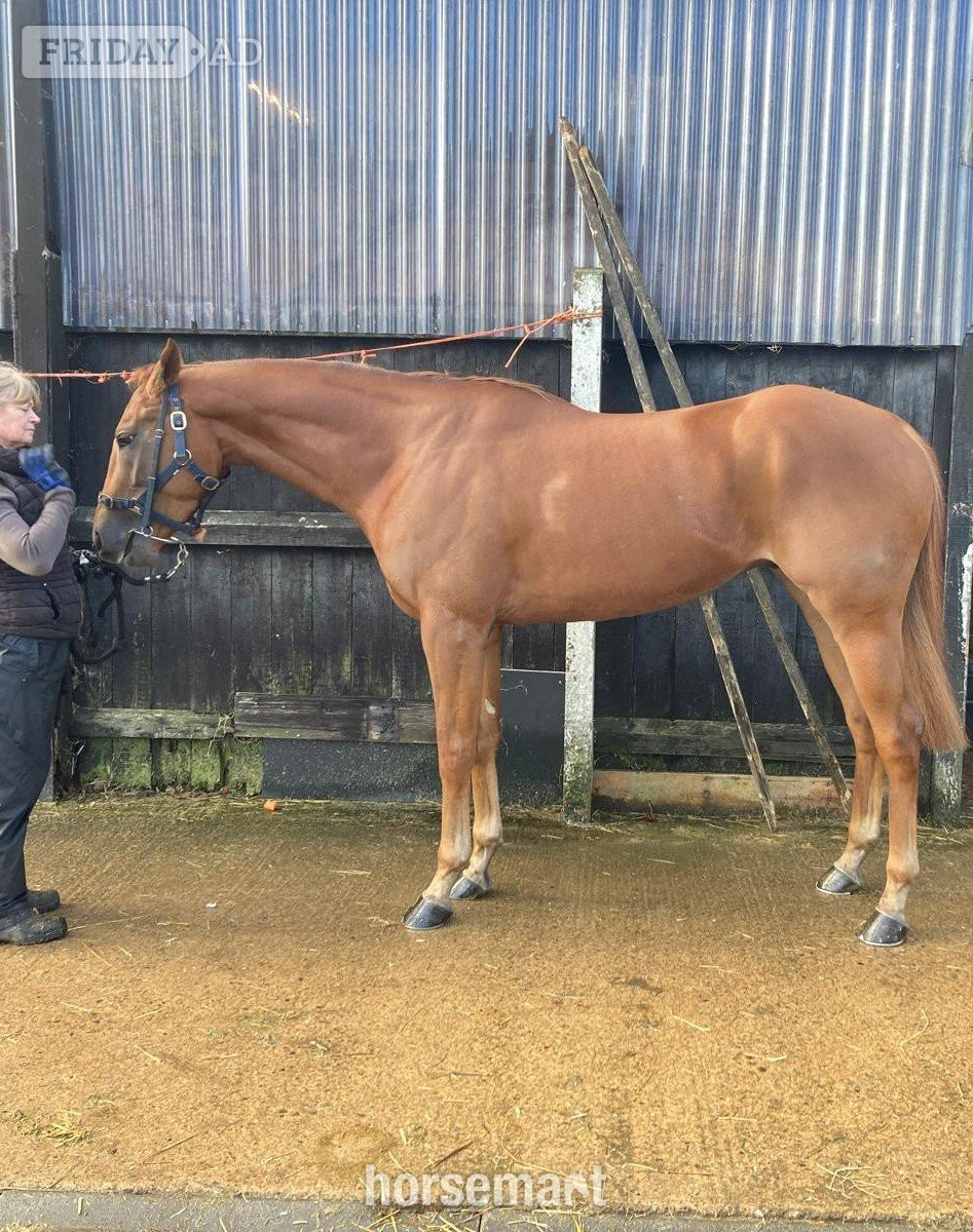 "Walter" Chestnut Gelding All Rounder