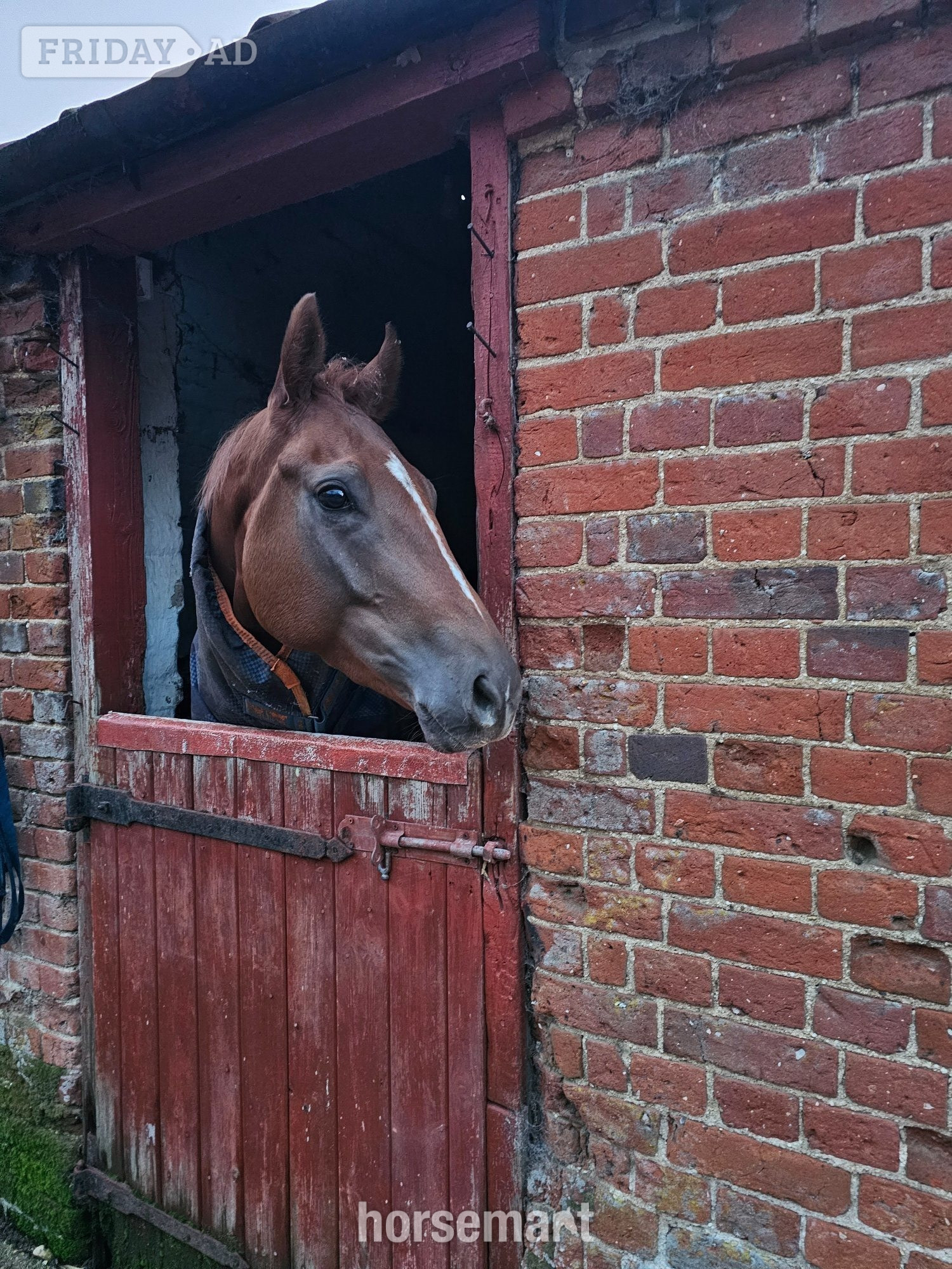 Fakenham "Walter" Chestnut Gelding All Rounder