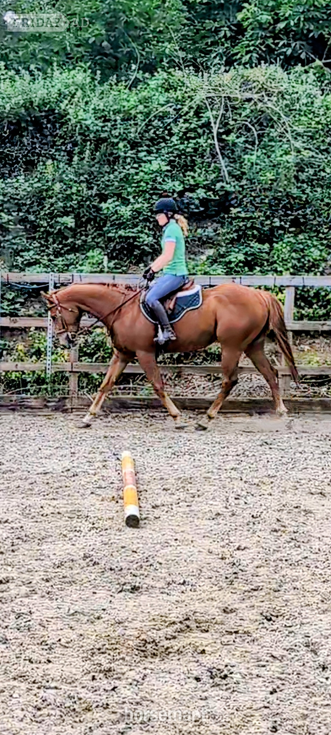 "Walter" Chestnut Gelding All Rounder in Fakenham