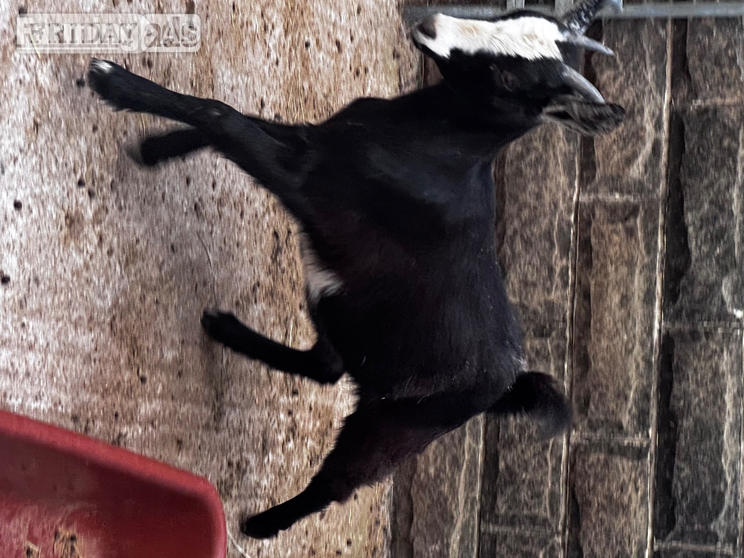 Lovely black and white Pygmy goat female  in Pilsley