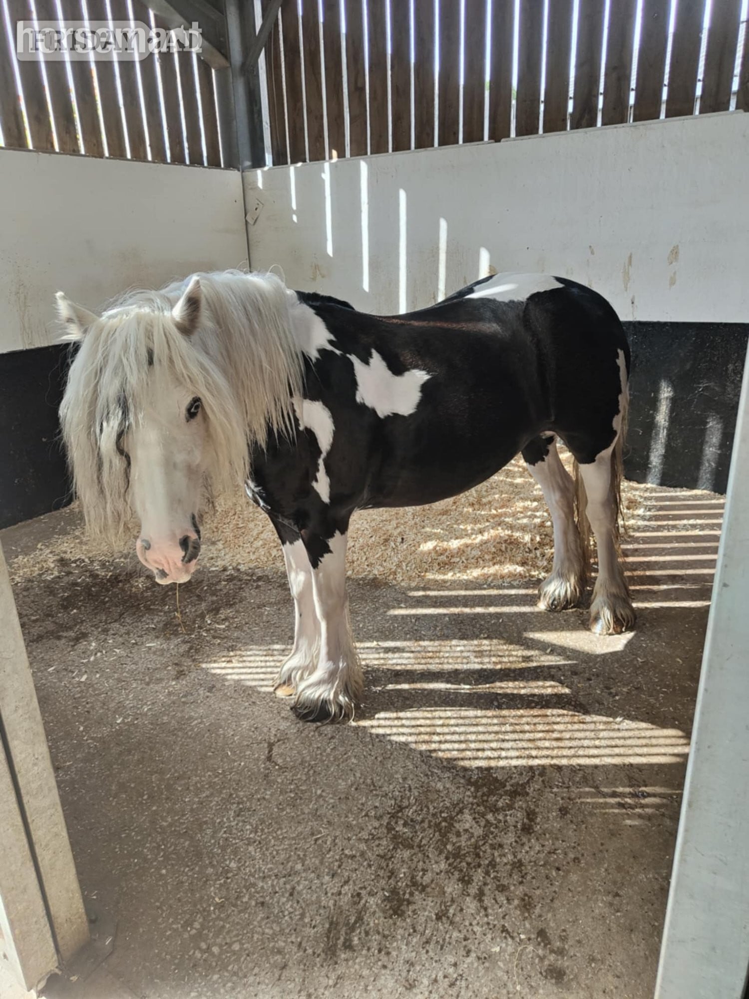 "Skye" Piebald Mare Lead Rein/First Ridden Pony - Horses in Blackpool