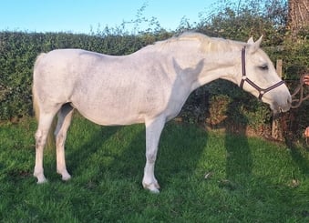 "MJI PINK GIN" Grey Mare Broodmare