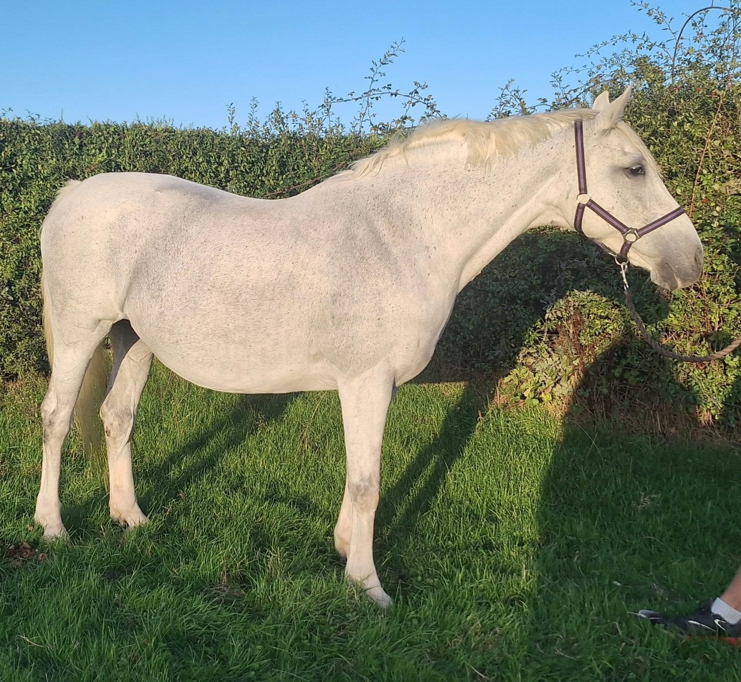 "MJI PINK GIN" Grey Mare Broodmare