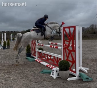 "Coolard Breeze" Grey Mare All Rounder