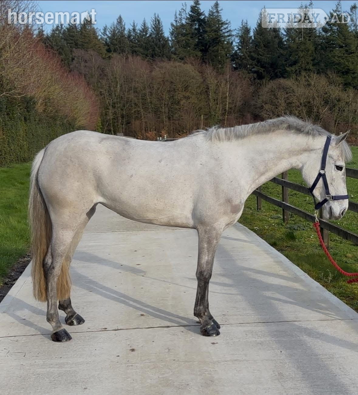 "Coolard Breeze" Grey Mare All Rounder