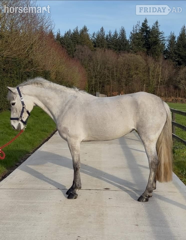 Clonmel "Coolard Breeze" Grey Mare All Rounder