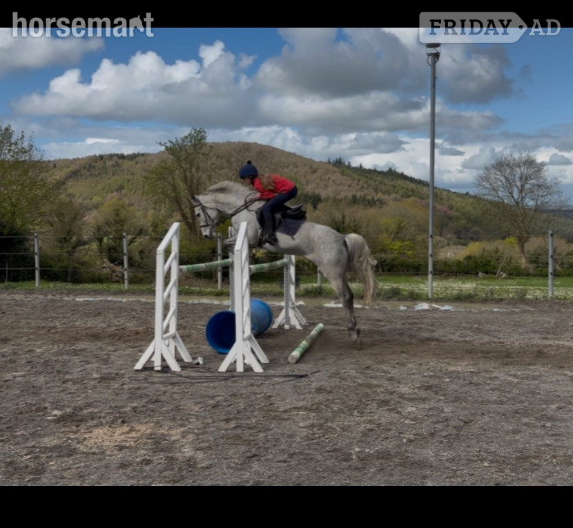 "Coolard Breeze" Grey Mare All Rounder - Horses in Clonmel