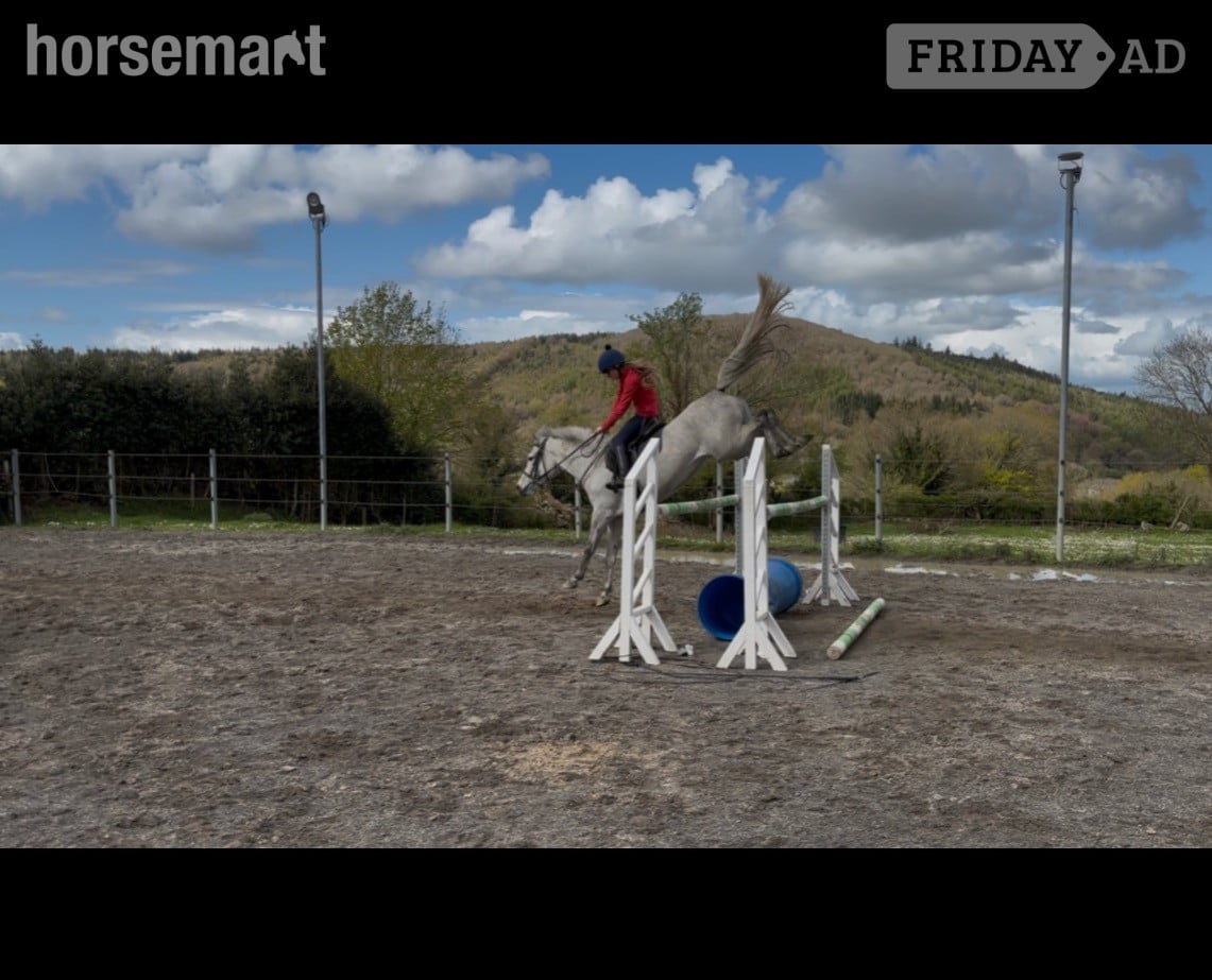 "Coolard Breeze" Grey Mare All Rounder - Horses