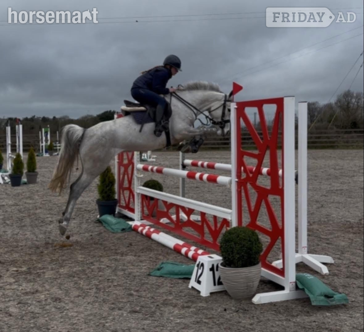 "Coolard Breeze" Grey Mare All Rounder in Clonmel