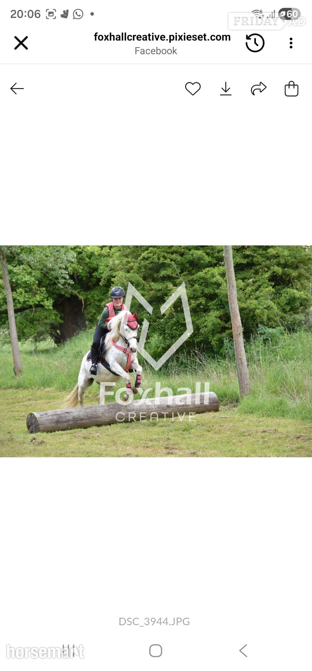 "Nattadon Celebration " Spotted Gelding All Rounder in Braintree