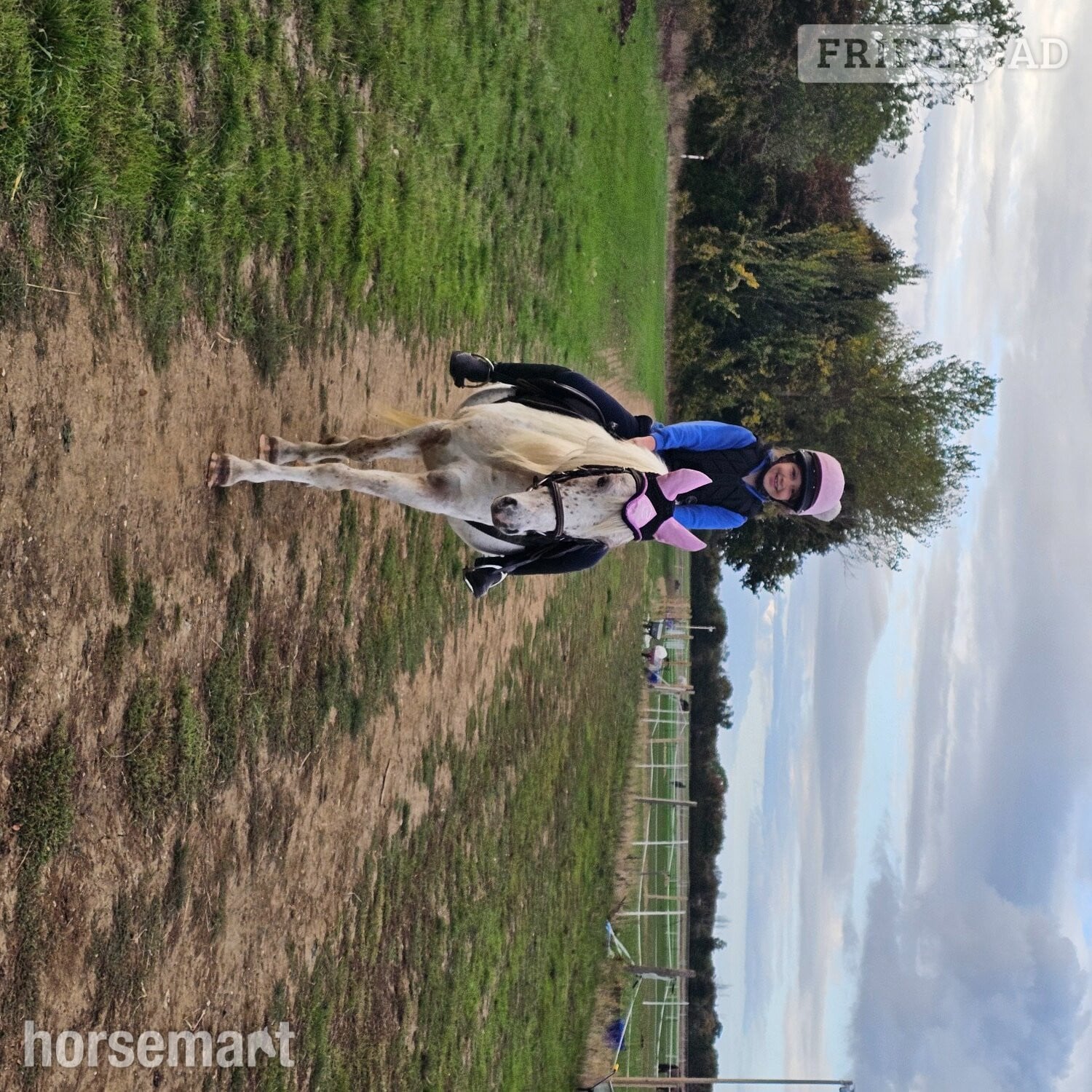Braintree "Nattadon Celebration " Spotted Gelding All Rounder