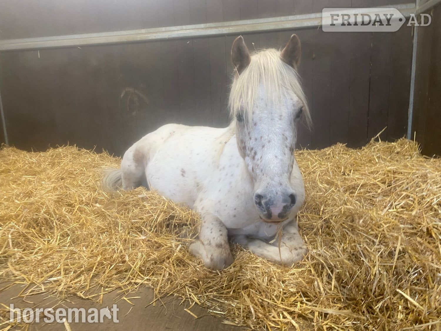 "Nattadon Celebration " Spotted Gelding All Rounder - Horses in Braintree